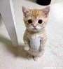 agent